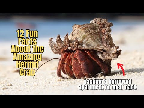 ♨️ 12 Hermit Crab Fun Facts 🐚 ❗Facts about Hermit Crabs