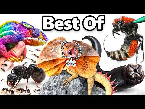 My Best Pets of 2024