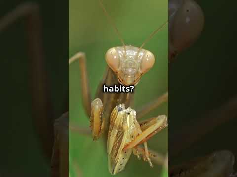 The Praying Mantis! The Unseen Details of a Predator! #PrayingMantis #WildlifePhotography #InsectFac