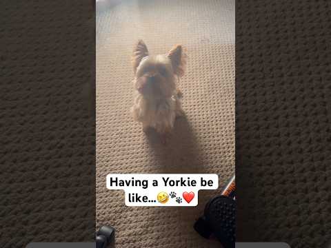 Having a Yorkie be like…🤣🐾❤️ #pets  #doglover  #dog #asmr