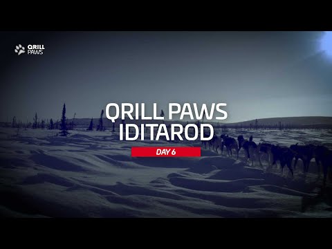 Iditarod Highlight | DAY 6 | QRILLPAWS 2021