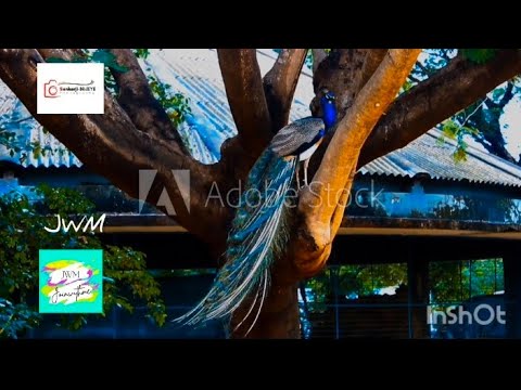 JWM 3RdEYE Photography 002 | Peacock|Vandalur zoo|Chennai Tamil Nadu  India|Video A. Sankar