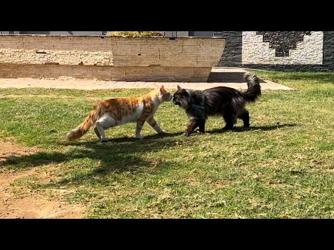 Mainecoon and Tabby are best friends | mainecoon getting confident of the outer world | #catlover