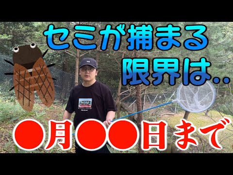 【夏の大調査】セミを捕まえる事が出来る日の限界を調査したら衝撃の結果が・・・ﾐｰﾝﾐﾝﾐﾝﾐﾝ...