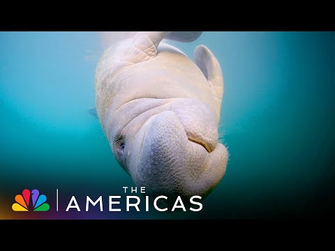 Tom Hanks Narrates About How Manatees Socialize | The Americas | NBC