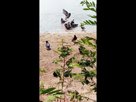 pigeon beach #nature #birds #river