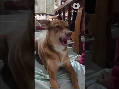 The dog sang a song #sarejahanseachcha #dogsfunnyvideo #dogsviralvideo #short