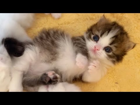 可愛らしい子猫たちが愛で胸を締め付けるでしょう ♥