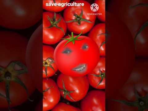 #aha #tomato #tomatoes #tomater #song #tomatosong  #save #farmer #agriculture  #bea #hunger #shorts