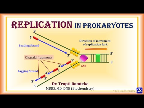 4: Replication in Prokaryotes | Molecular Biology| Biochemistry | N'JOY Biochemistry