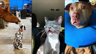 Funny ANIMALS videos 😂 Funniest CATS😺 and DOGS🐶 2024