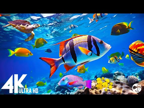 Aquarium 4K VIDEO (ULTRA HD) 🐠 Relaxing Oceanscapes - Sleep Meditation 4K UHD Screensaver