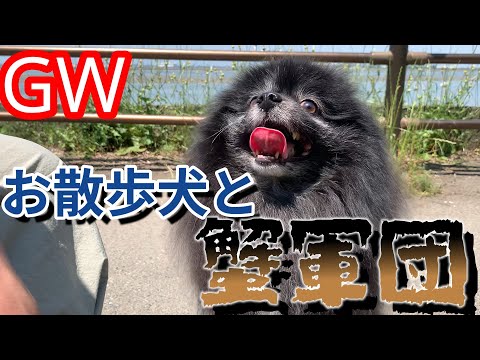 天気の良いGWの１コマ～蟹づくし　じゃなくて蟹だらけ