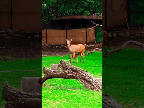 मां हिरण अपने बच्चे को दूध पिलाते हुए #maa #deer #deerfeed #feeding #mother #motherslove