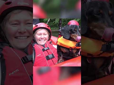 Wiener Dogs Go River Rafting!💦😀 #Dachshund #Shorts