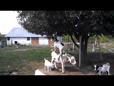 Goat Reaches fruit by balancing on a Donkey!