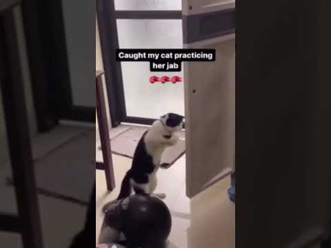 TRY not to laugh cats and dogs 🤣 Funny animal videos 😆 #shorts #funny