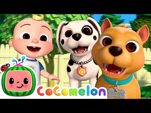 BINGO Puppy Play Date! | CoComelon Nursery Rhymes & Kids Songs