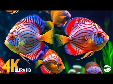 Aquarium 4K VIDEO (ULTRA HD)🐠 Beautiful Relaxing Coral Reef Fish - Relaxing Sleep Meditation Music