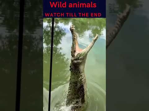 Wild animals funny  #shorts