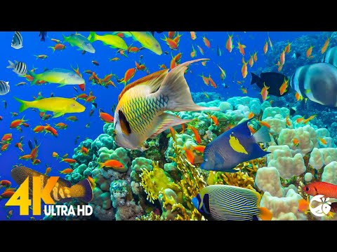 Aquarium 4K VIDEO (ULTRA HD) - Sea Animals for Relaxation, Beautiful Coral Reef Fish in Aquarium