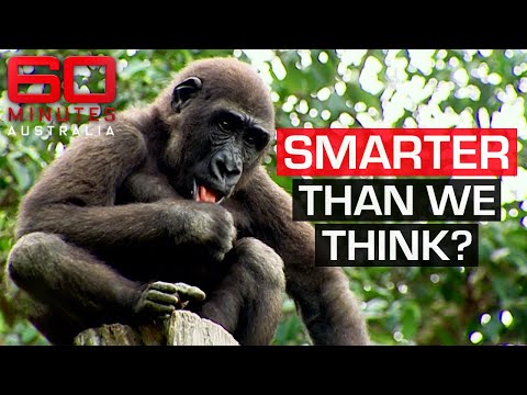 Scientists believe animals are more intelligent than we think | 60 Minutes Australia