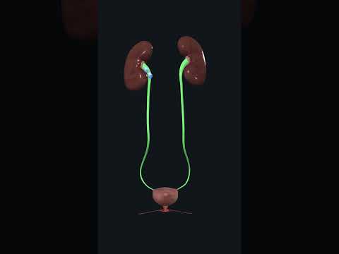 Urinary System: Anatomy of Urinary system #kidney #Ureter #urinarybladder #urethra