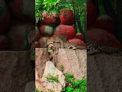 Leopard fighting each other at zoo #leopard #leopardfight #tiger #whitetiger