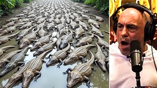 Thousands of Crocodiles Waiting in a River – Terror Incoming