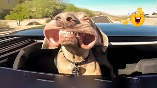 Try Not To Laugh Cats And Dogs Videos 😺🐶  Best Of The 2024 Funny Animal Videos 😁