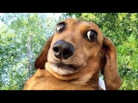 Animal funny moments