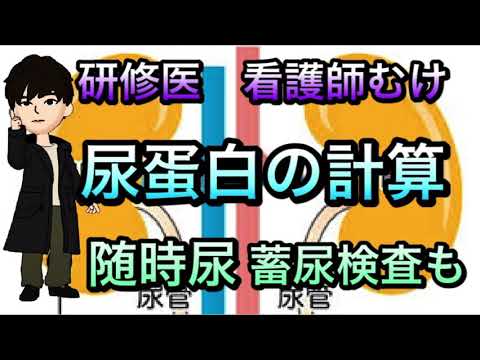 【研修医医療者向け】一度やれば役立つ尿蛋白量の計算方法　随時尿　蓄尿検査にて