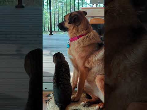 Stretch It Out: Big Stretching Session #catdogfriends #dog