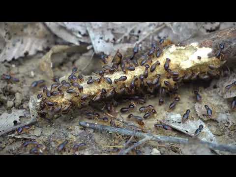 Termites! The Hidden Architects of Nature #Termites #InsectWorld #NatureEngineers