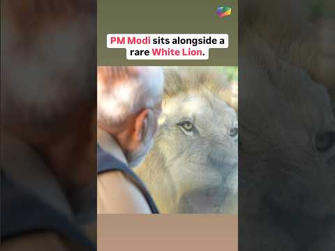 PM Narendra Modi sits alongside a rare white lion at Vantara. #RelianceFoundation #Vantara