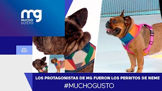 #MuchoGusto / Los verdaderos protagonistas de MG fueron los perritos de José Antonio Neme