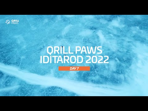 Iditarod Highlights | DAY 7 | QRILLPAWS 2022