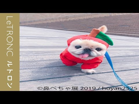 鼻ぺちゃ犬の合同写真展「鼻ぺちゃ展2019」開催！