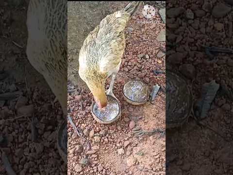 #chicken #eating #coconut #hen  #shortsvideo #funnyvideo