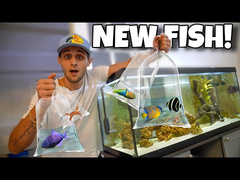 FISH SHOPPING For My SALTWATER AQUARIUM!!