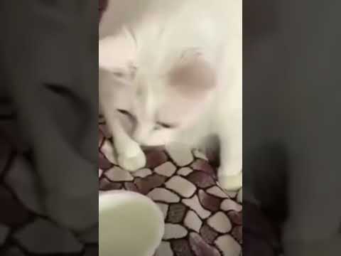 Cat Does Not Like His Food #Cats