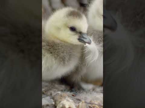 Tick tock, it’s silly goose o’clock! 🐥🐥 🤭 #BarnacleGeese #BabyAnimals #NatGeoKids #HostilePlanet