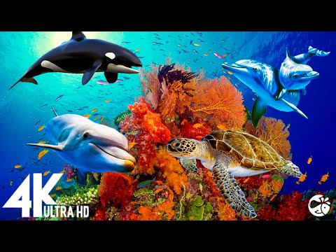 Aquarium 4K VIDEO (ULTRA HD) 🐠 Beautiful Coral Reef Fish - Relaxing Sleep Meditation Music