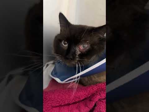 URGENT: After Kitty Has 15 Teeth Removed, His Face Swells & Fluid Seeps From His Eye [STORY BELOW]