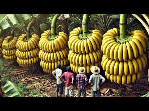 South American Farmers Are Harvesting Millions Of Tons Of Fruit This Way - Farming Documentary