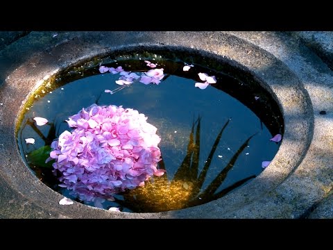 Zen Garden Flowers- Nature Sounds Only (No Music)