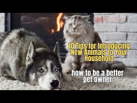 🏈 10 Tips for Introducing New Animals to Your Household 🎖️🦮🍅