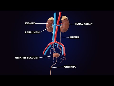 Urinary System: Anatomy and Physiology of Urinary System 3d Illustration