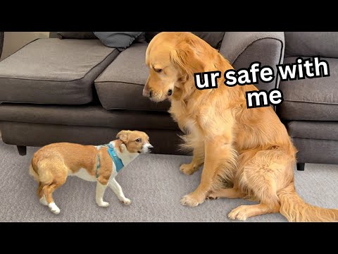 Golden Retriever Meets Terrified Rescue Puppy