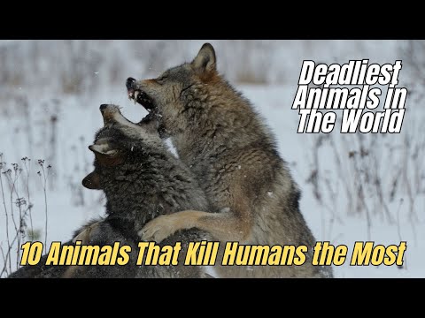 🎯 Nature’s Deadliest 10 Animals That Kill Humans the Most 🔥 Most Animals That Kill Humans 🦟